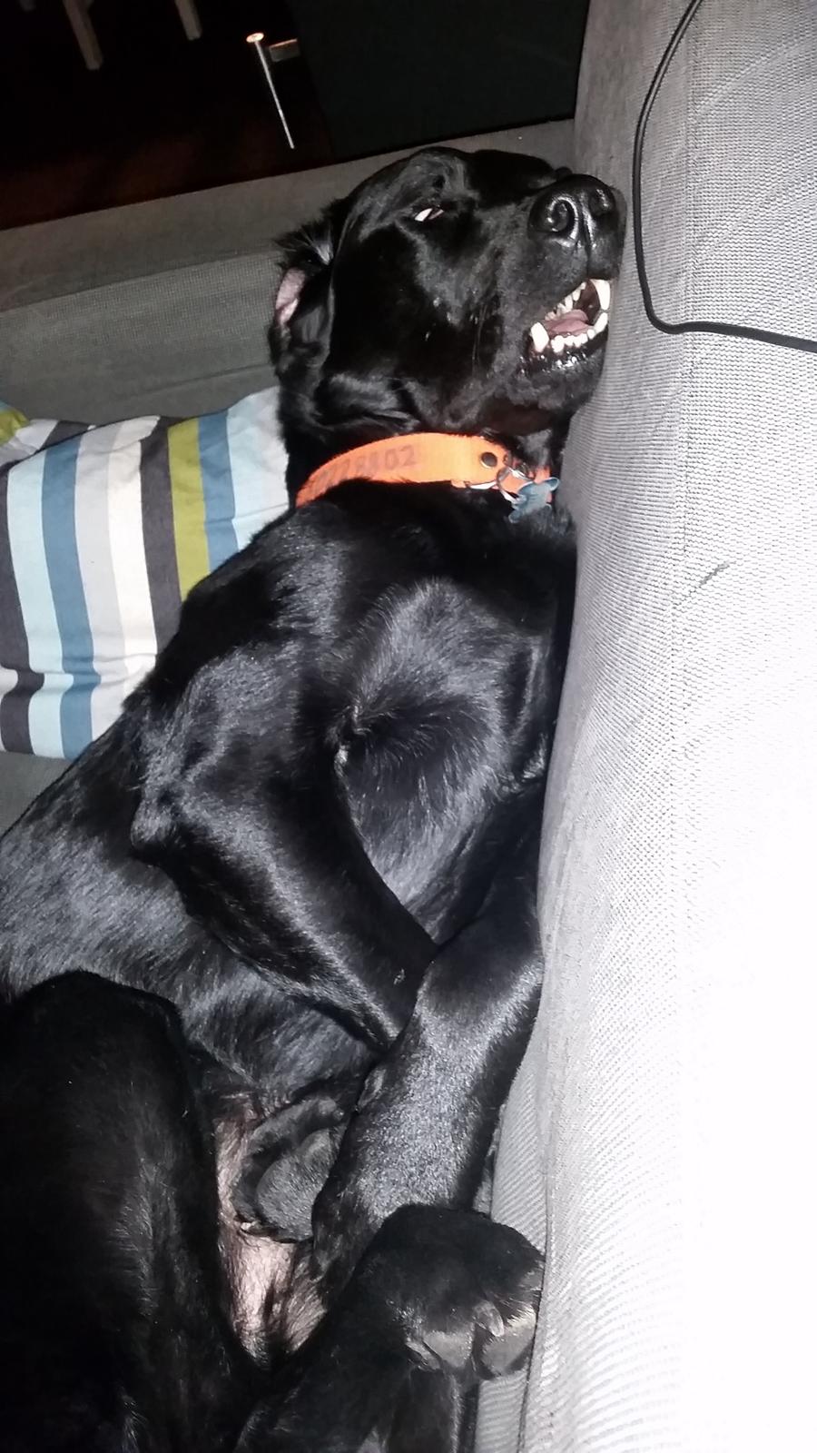 Labrador retriever Yellowstone Butler *DØD* billede 10