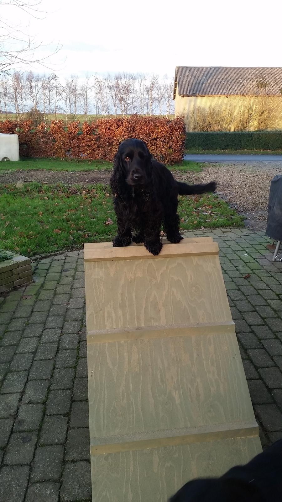 Cocker spaniel Højbjerg Euphorbiastjerne Cito billede 20
