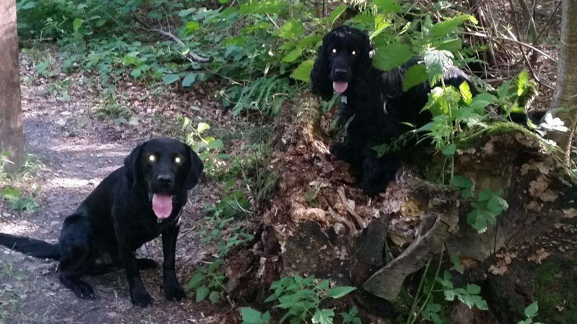 Cocker spaniel Højbjerg Euphorbiastjerne Cito billede 21