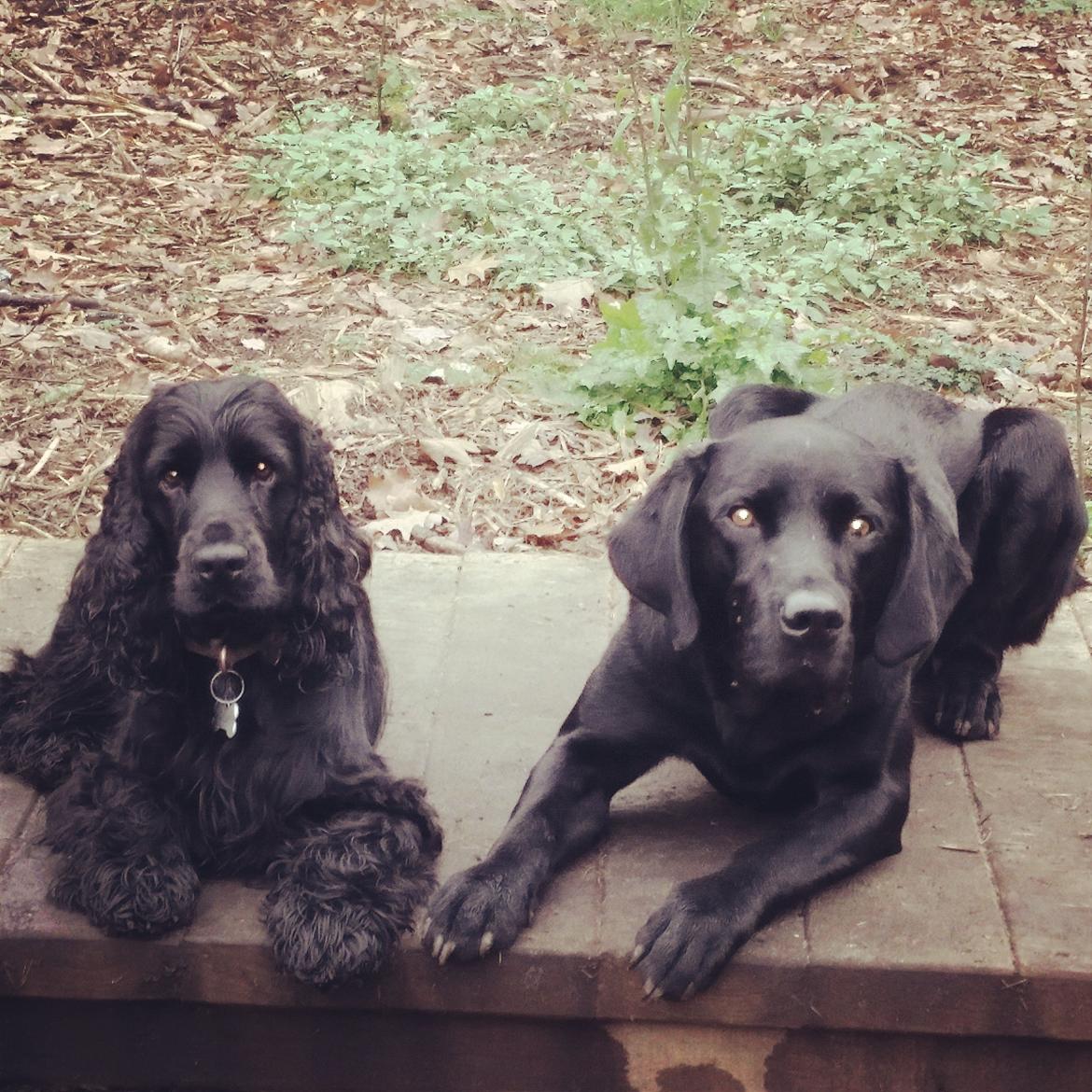 Cocker spaniel Højbjerg Euphorbiastjerne Cito billede 22