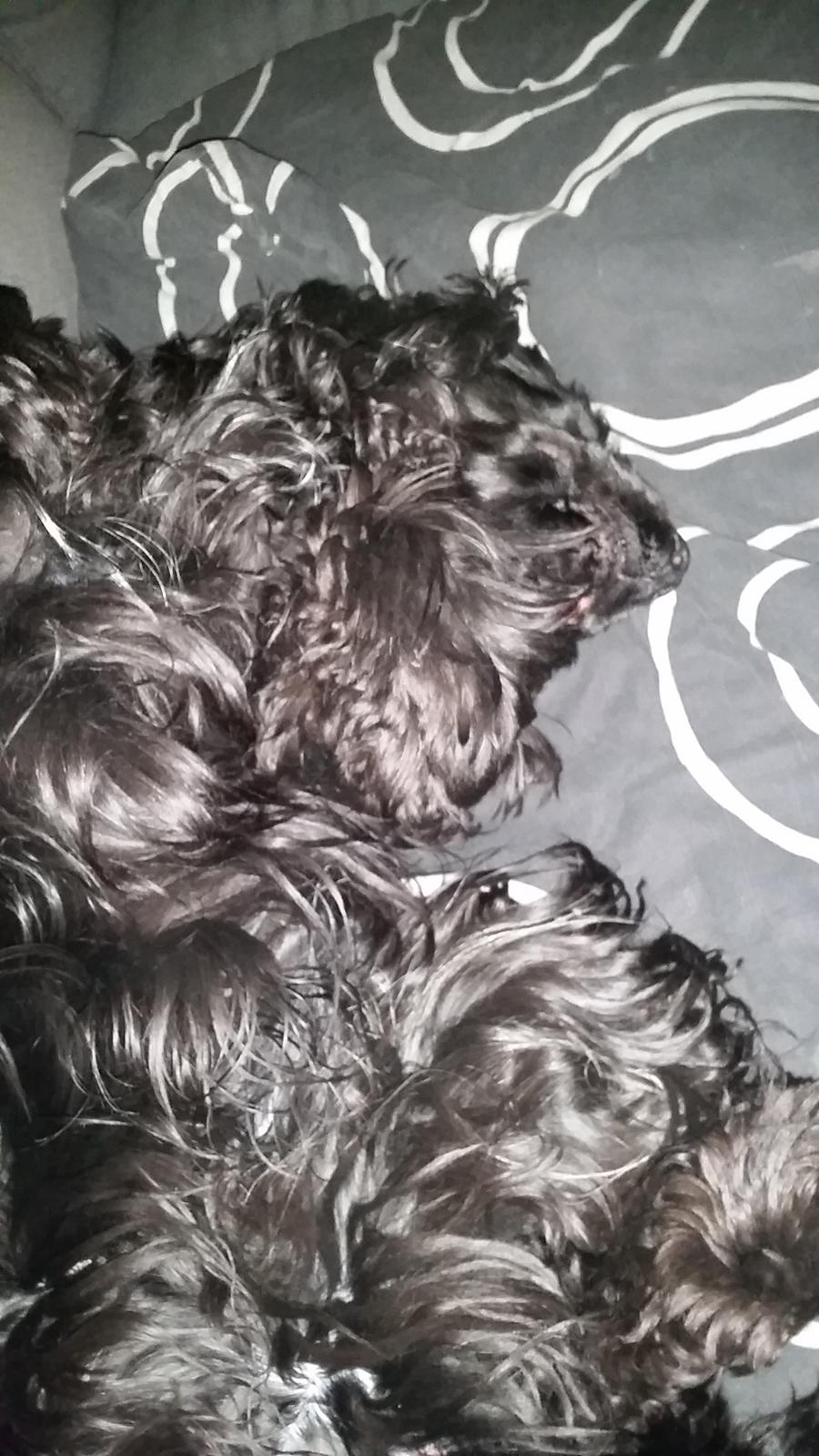 Cocker spaniel Højbjerg Euphorbiastjerne Cito billede 23