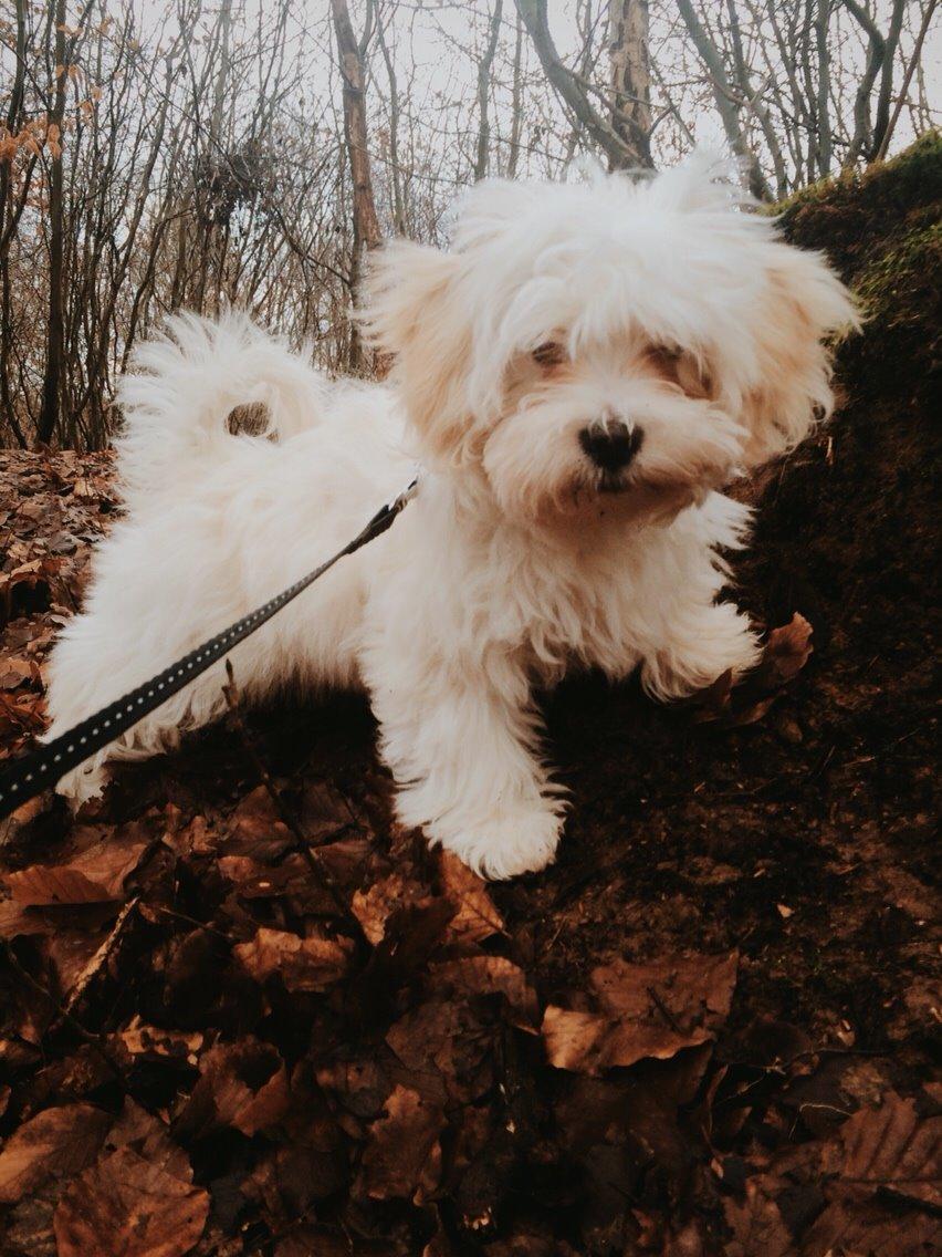 Bichon havanais Oskar billede 9