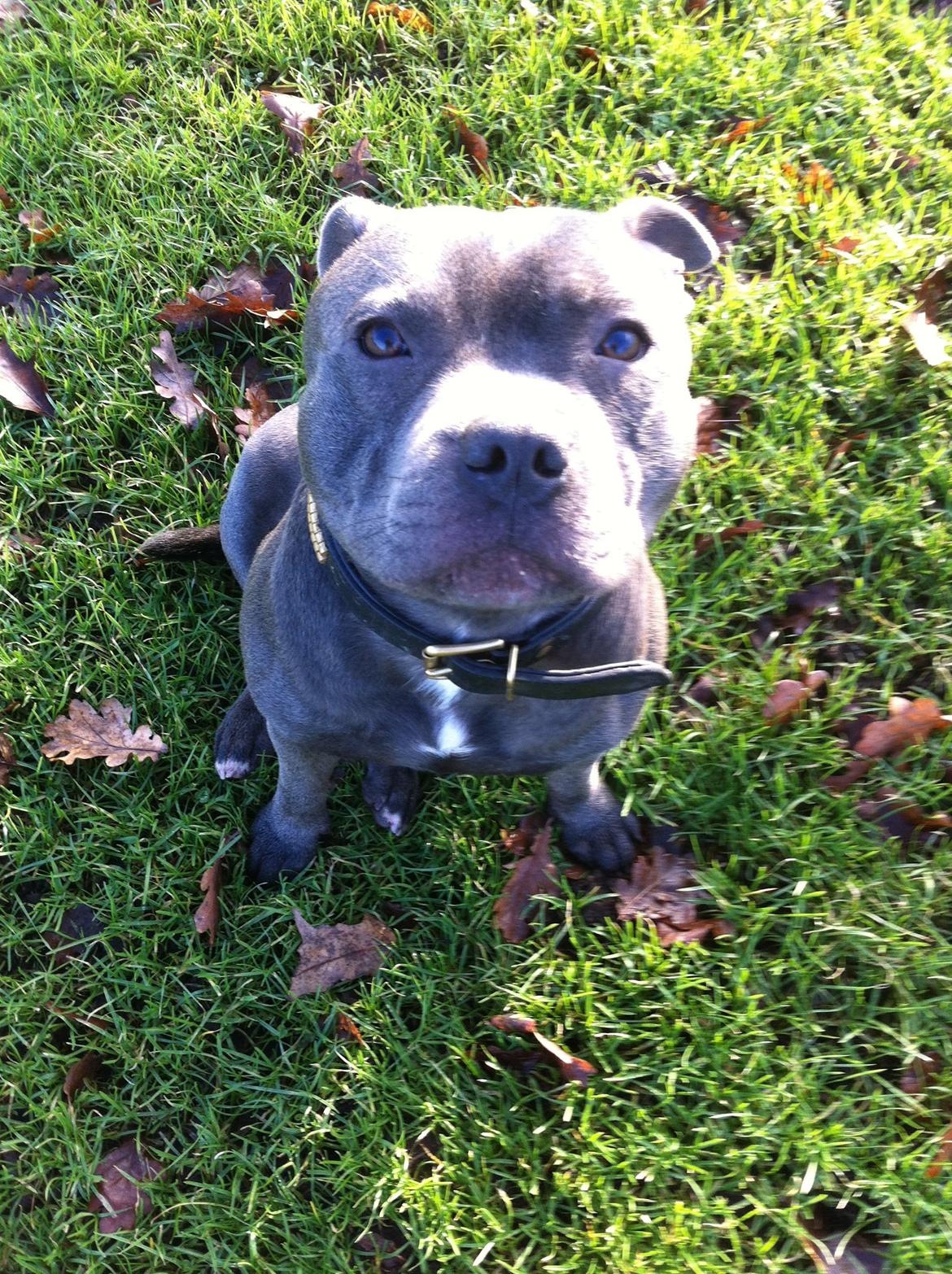 Staffordshire bull terrier Herman billede 28
