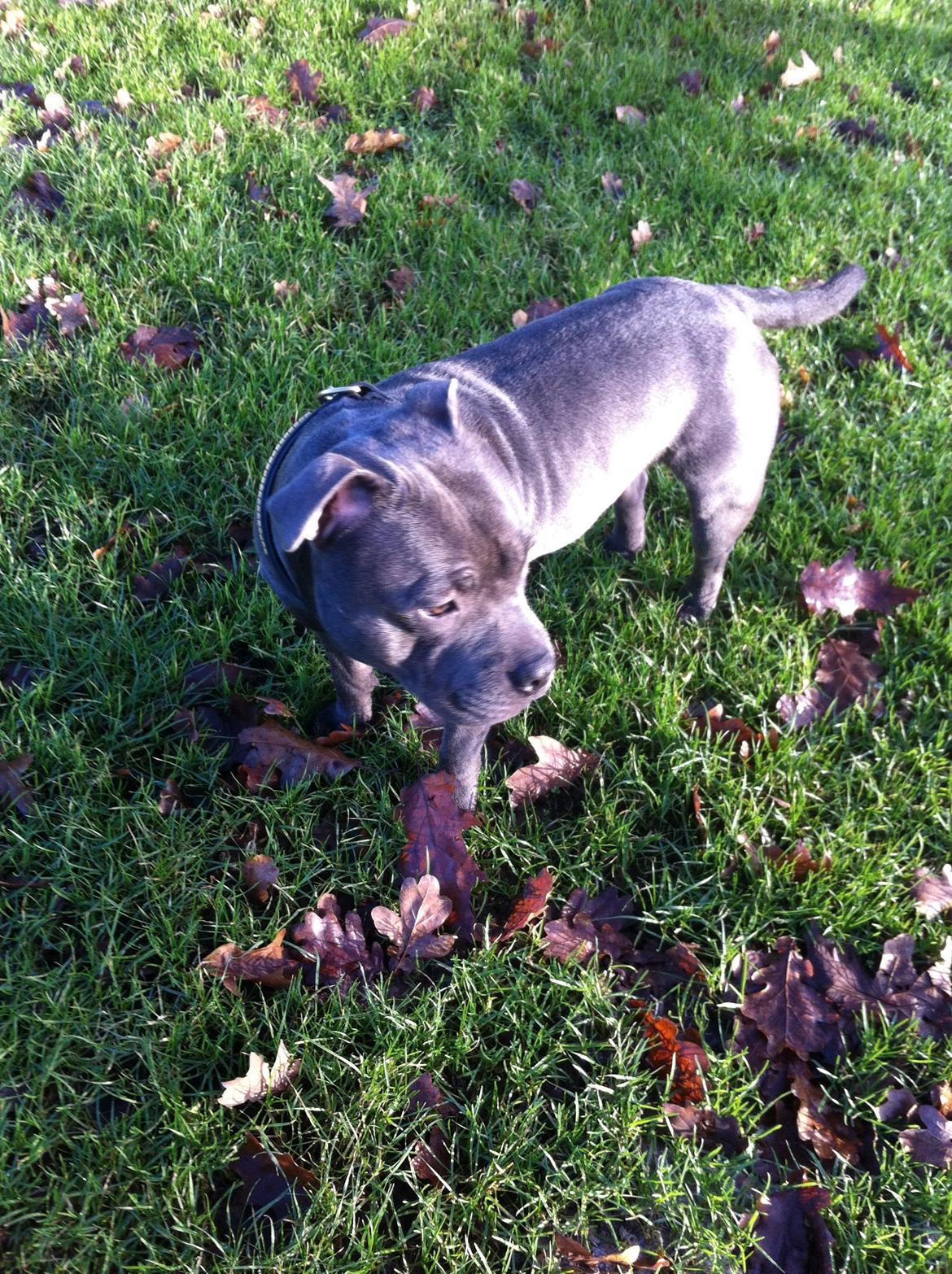 Staffordshire bull terrier Herman billede 30