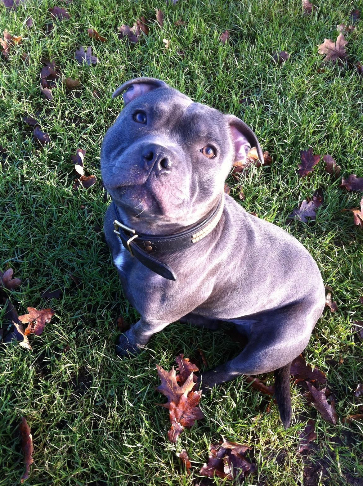 Staffordshire bull terrier Herman billede 29