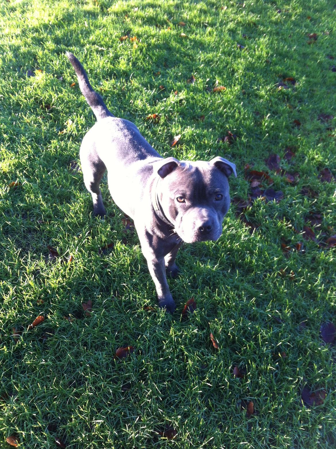 Staffordshire bull terrier Herman billede 31