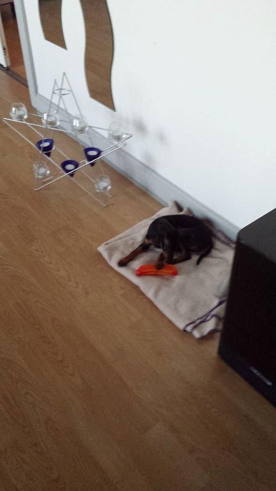 Dvaergpinscher Manta billede 2