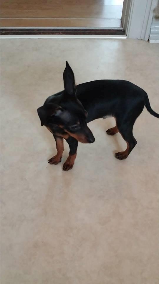 Dvaergpinscher Manta billede 3