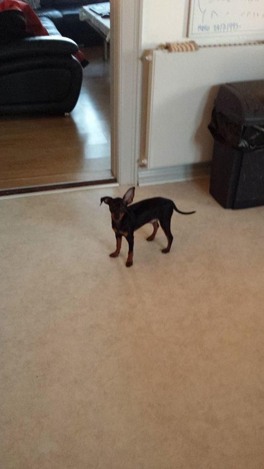 Dvaergpinscher Manta billede 4