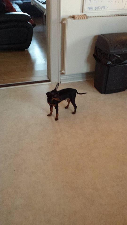 Dvaergpinscher Manta billede 5