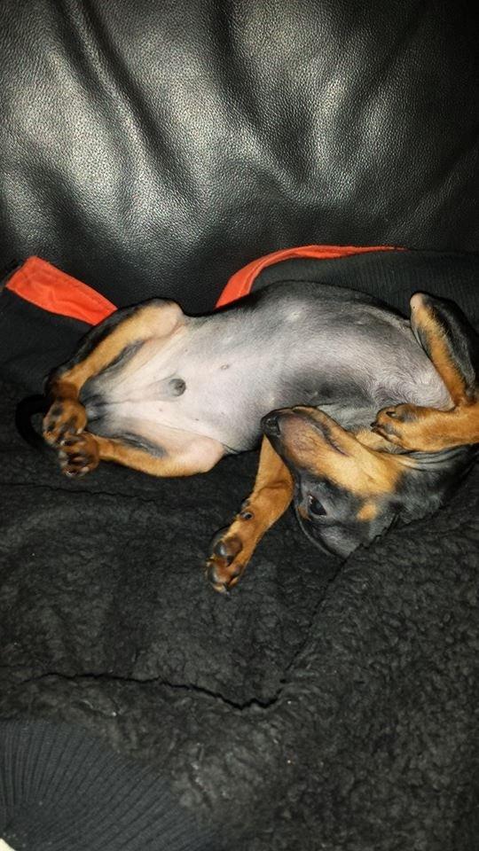 Dvaergpinscher Manta billede 1