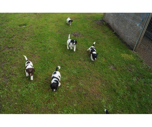 Engelsk springer spaniel Tjalfe billede 2