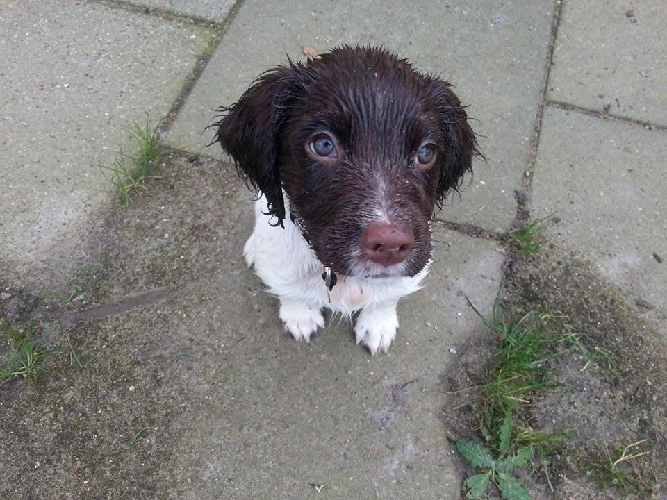 Engelsk springer spaniel Tjalfe billede 3