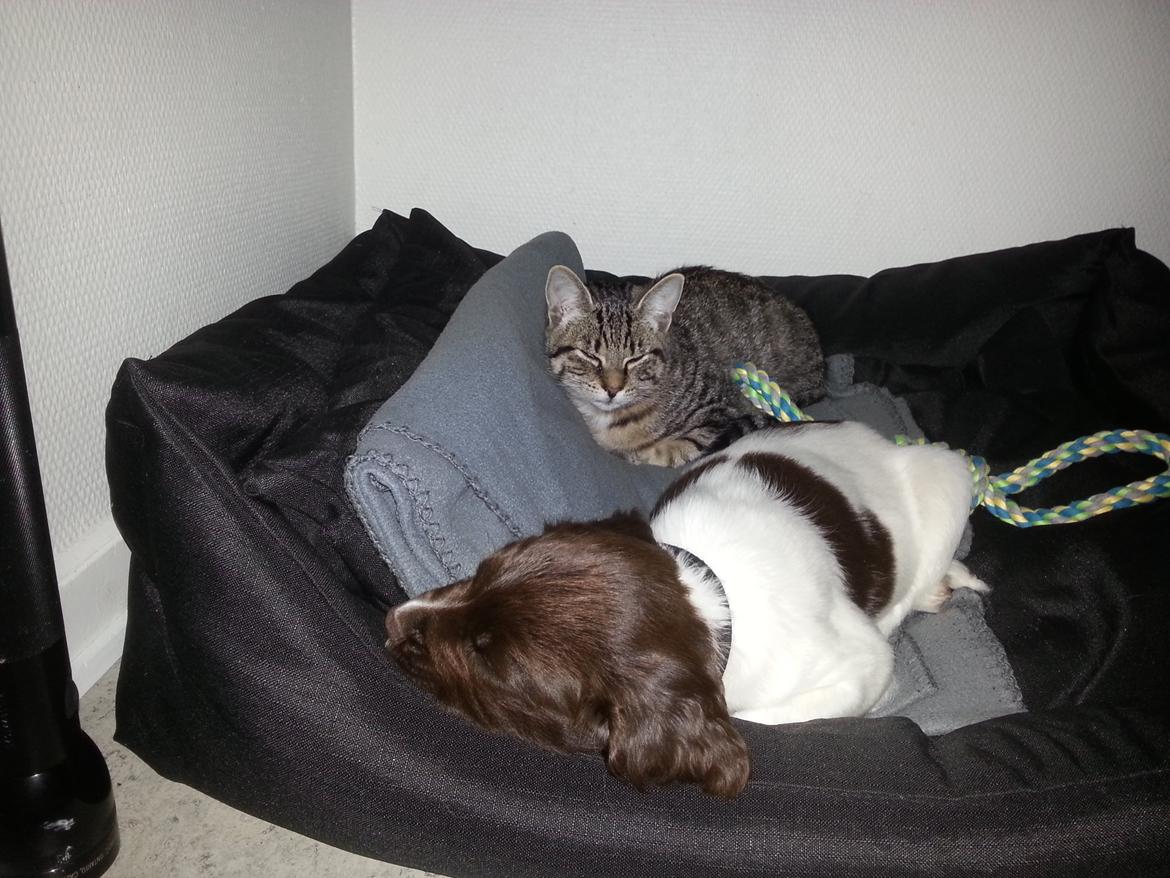 Engelsk springer spaniel Tjalfe billede 5