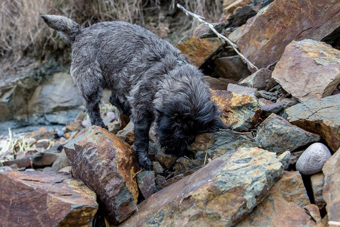Cairn terrier Citta - 31.12.2014, 5 år billede 36