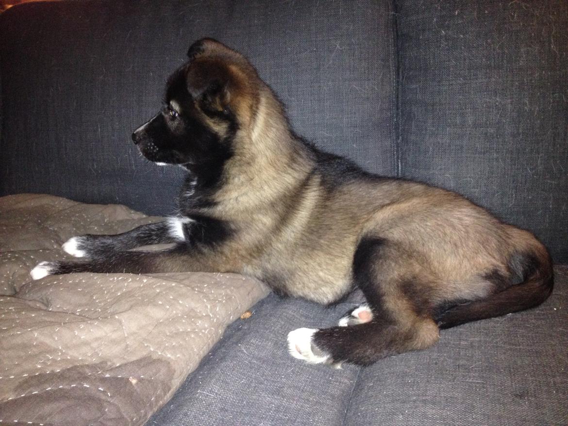 Blanding af racer ROSA <3  alaskan husky - border collie billede 3