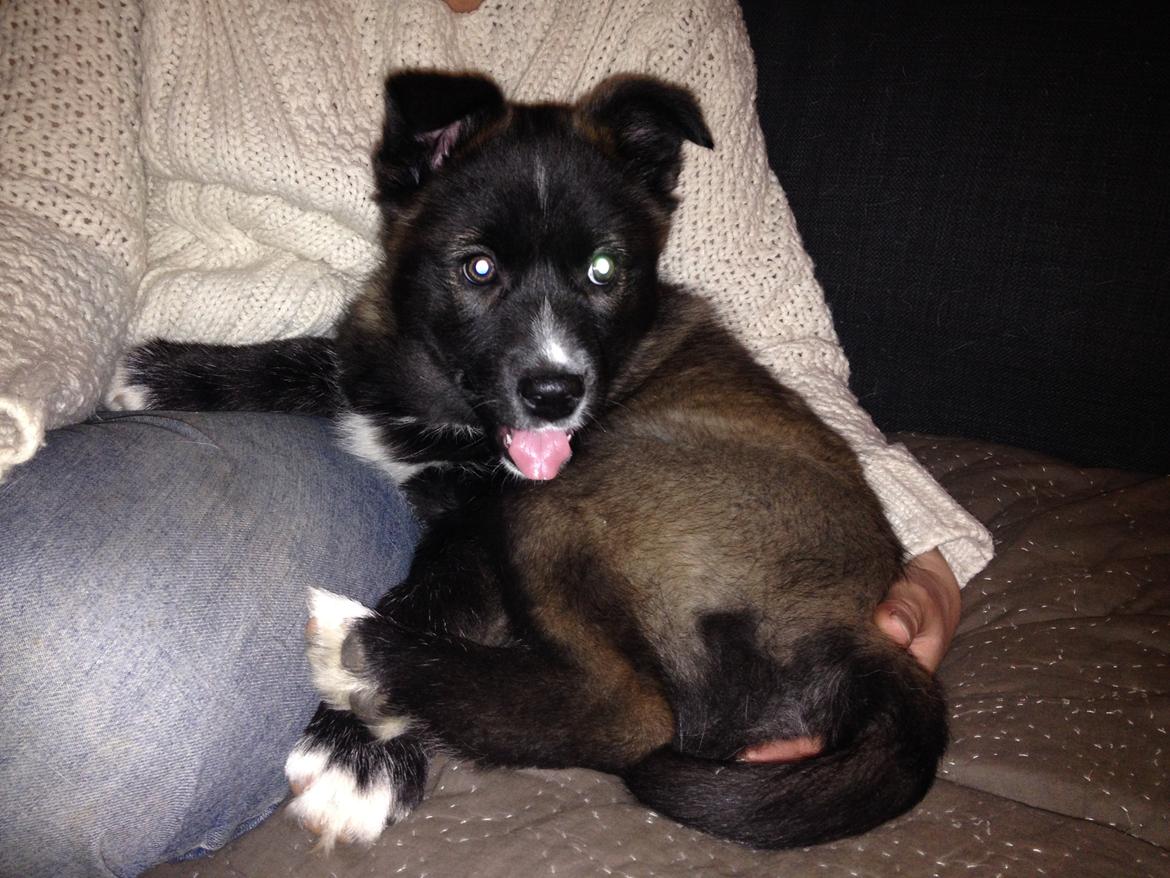 Blanding af racer ROSA <3  alaskan husky - border collie billede 2