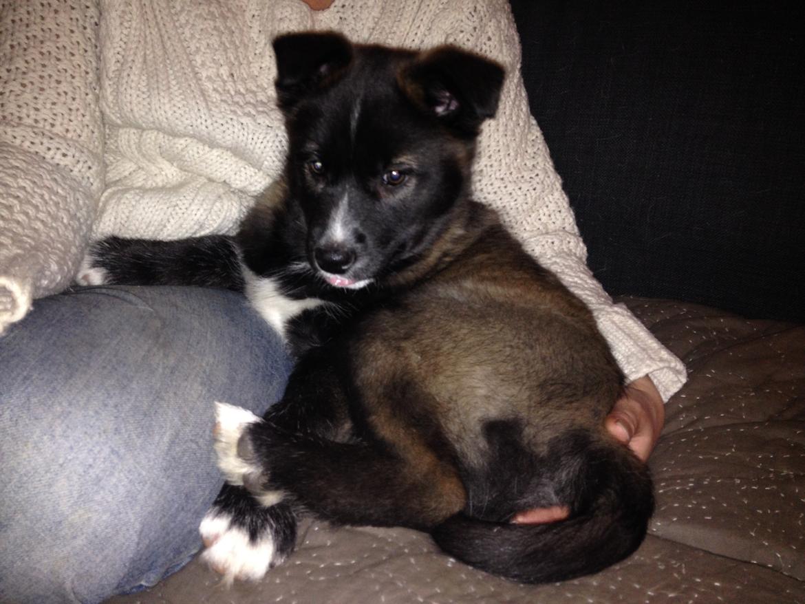 Blanding af racer ROSA <3  alaskan husky - border collie - 8 uger billede 1