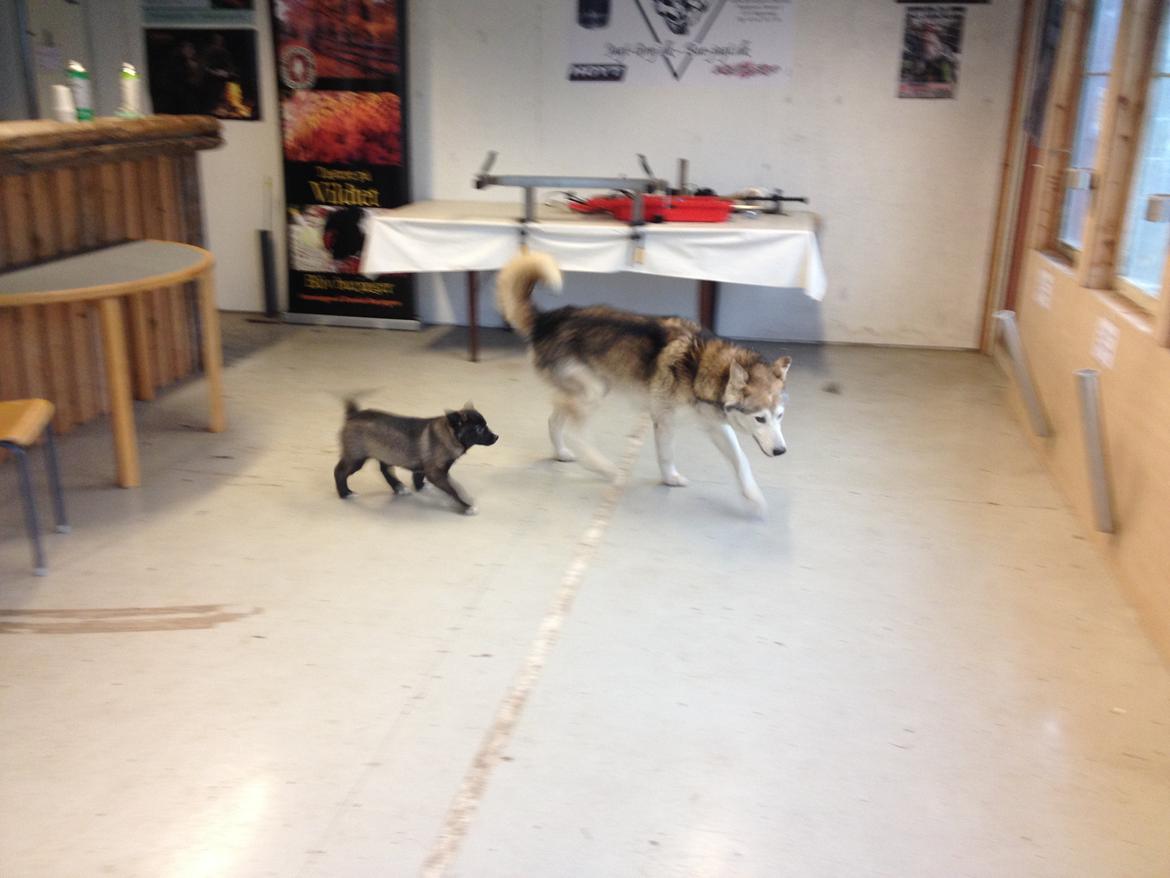 Blanding af racer ROSA <3  alaskan husky - border collie - mig og far billede 4