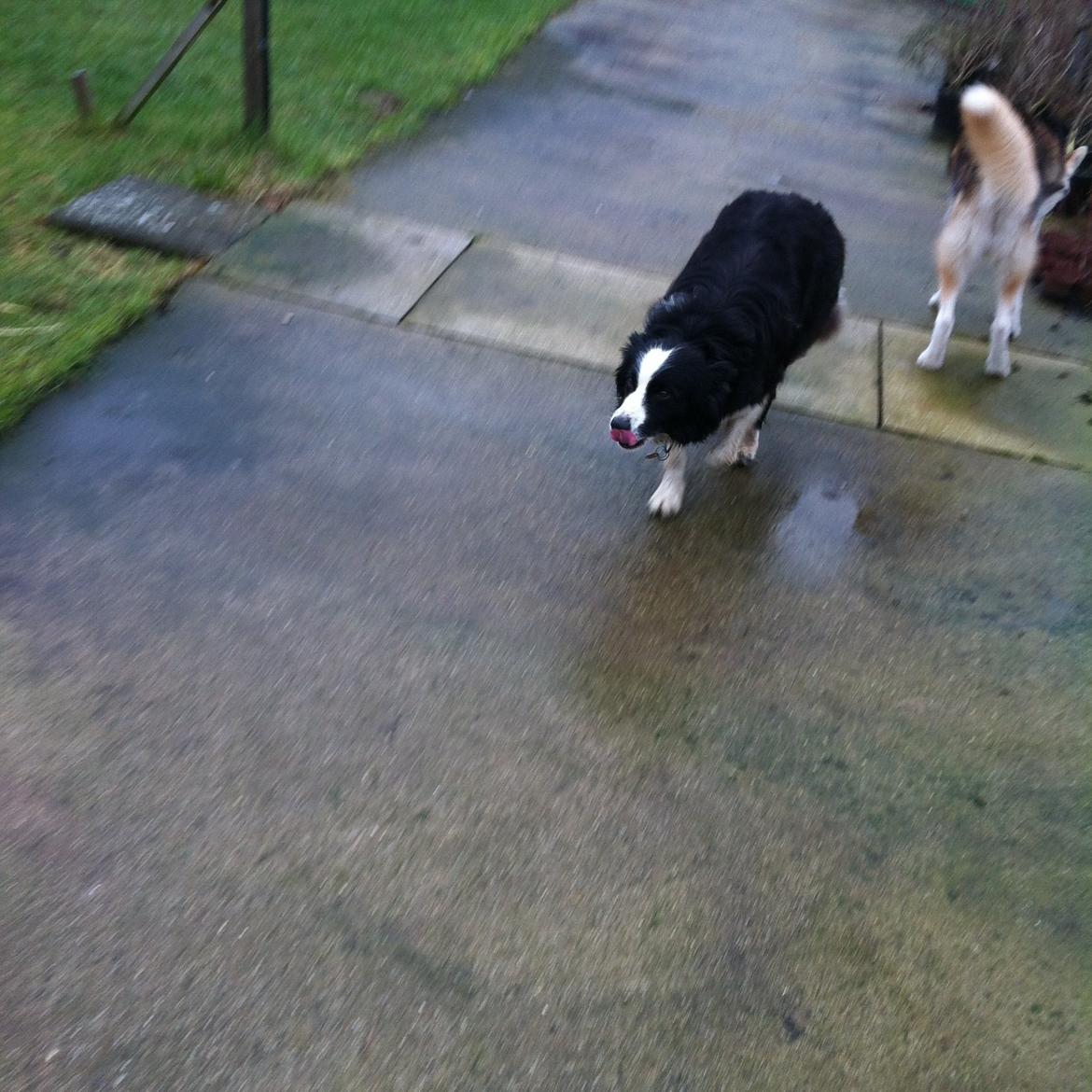 Blanding af racer ROSA <3  alaskan husky - border collie - moar billede 5