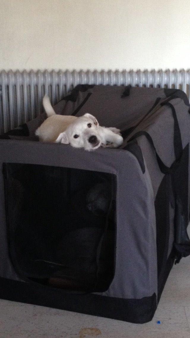 Jack russell terrier Teo billede 2