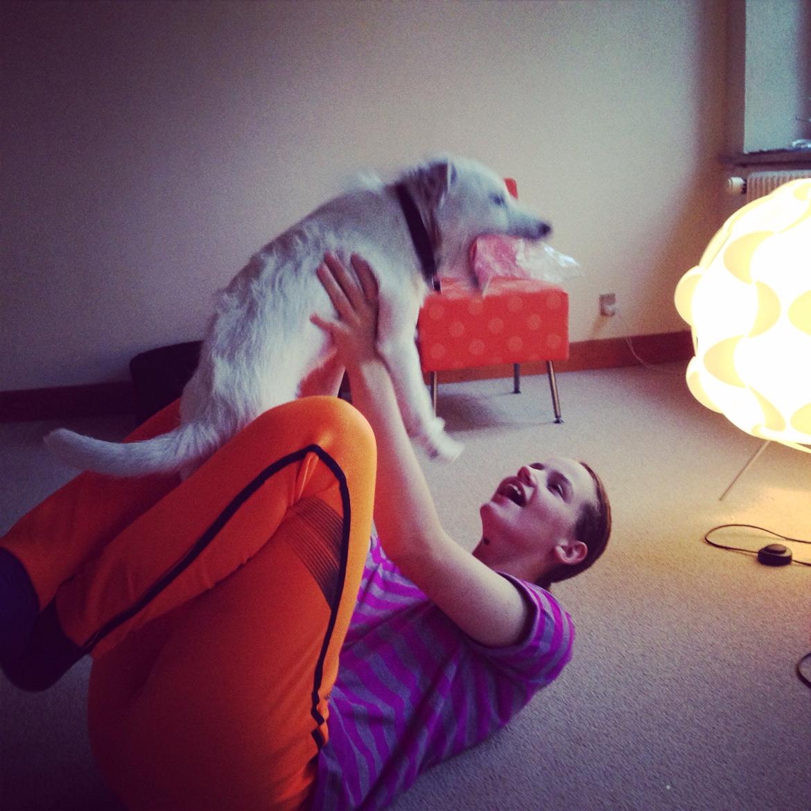 Jack russell terrier Teo billede 3