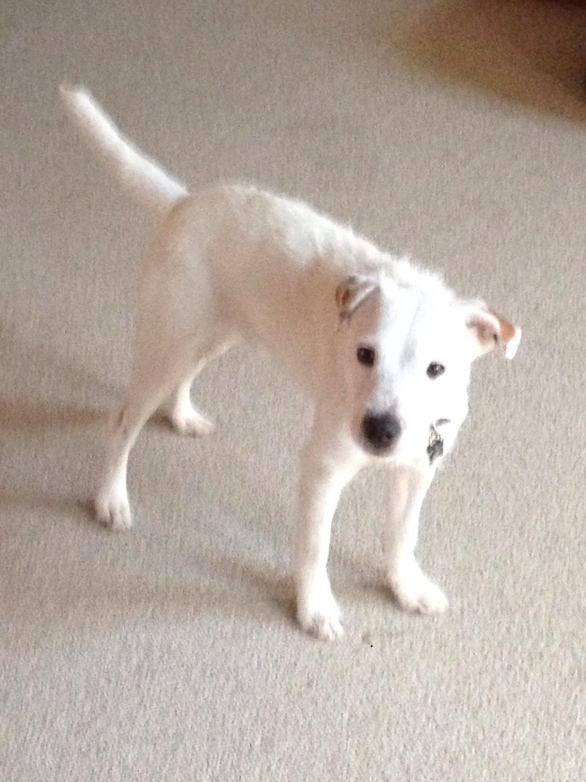 Jack russell terrier Teo billede 4