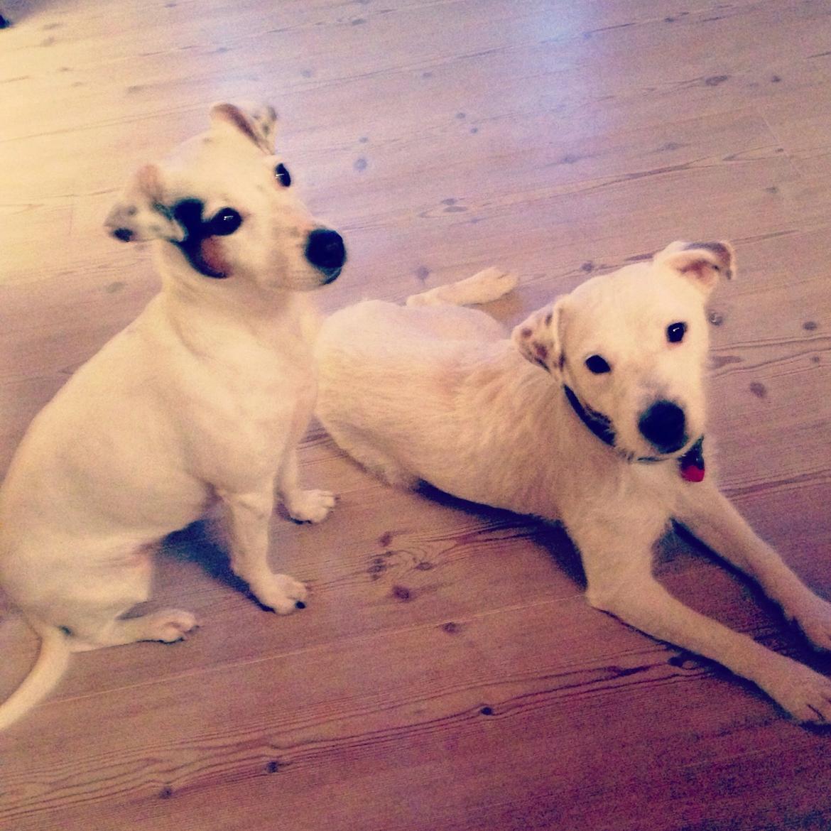 Jack russell terrier Teo billede 7