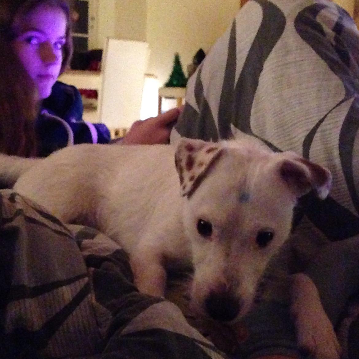 Jack russell terrier Teo billede 10