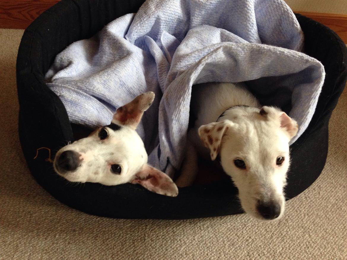 Jack russell terrier Teo billede 5