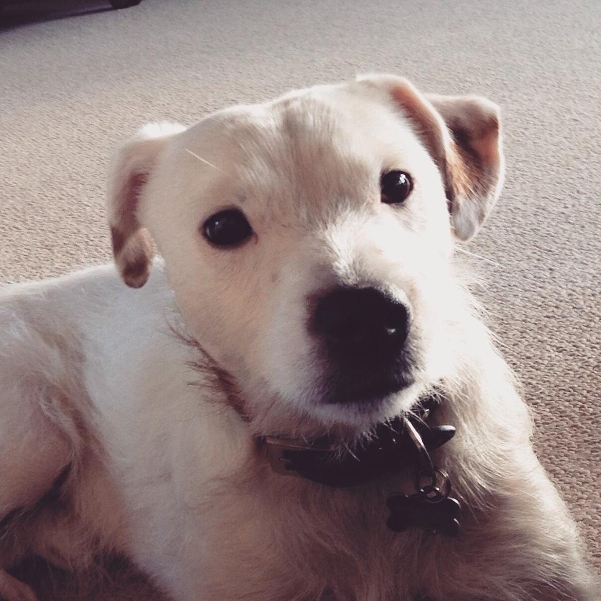 Jack russell terrier Teo billede 12