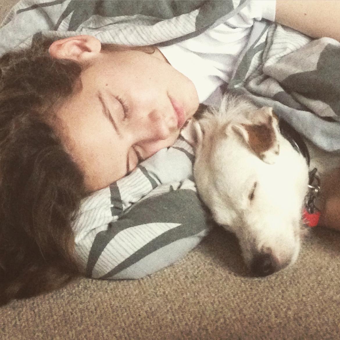 Jack russell terrier Teo billede 16