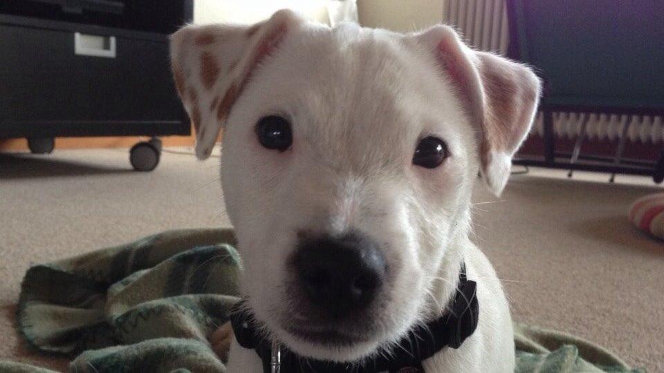 Jack russell terrier Teo billede 18