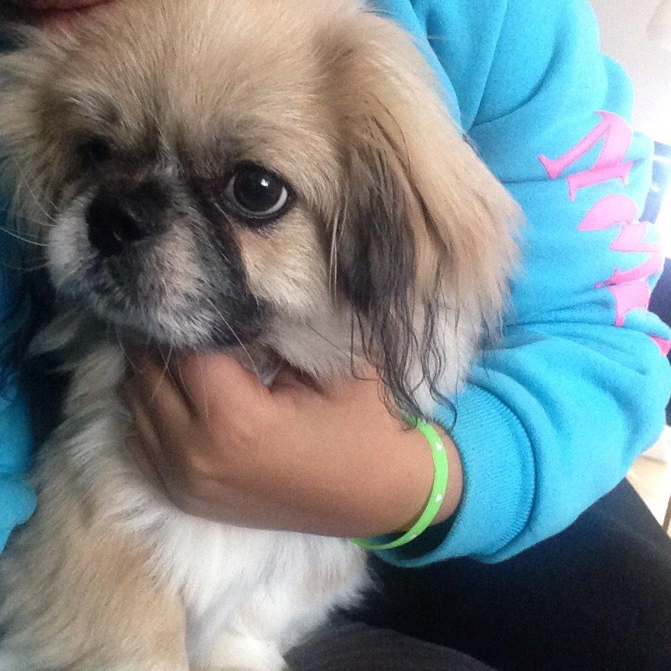 Pekingeser Diesel billede 34