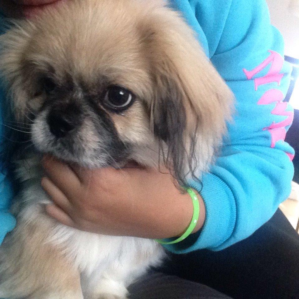 Pekingeser Diesel billede 33