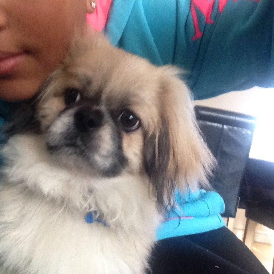 Pekingeser Diesel billede 35