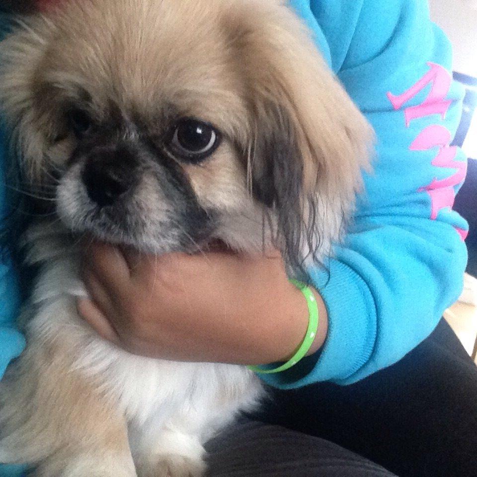 Pekingeser Diesel billede 36