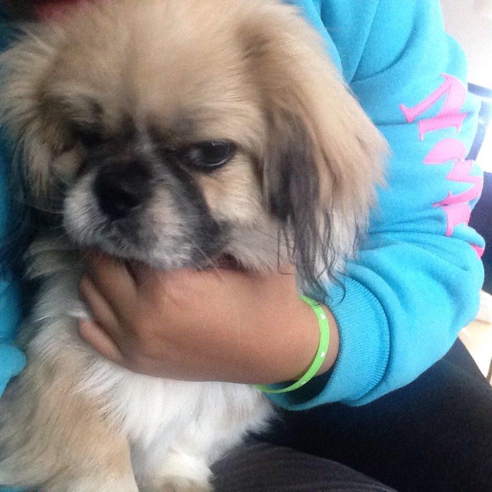 Pekingeser Diesel billede 37
