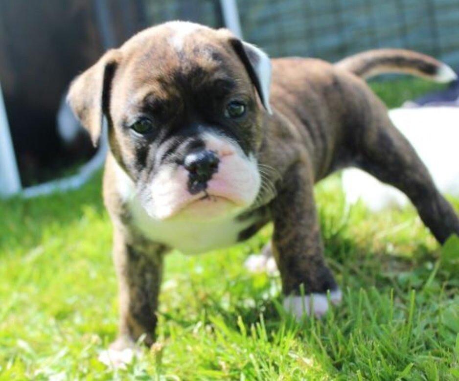 Olde english bulldogge Milbakkens helmut ( Chico ) billede 4