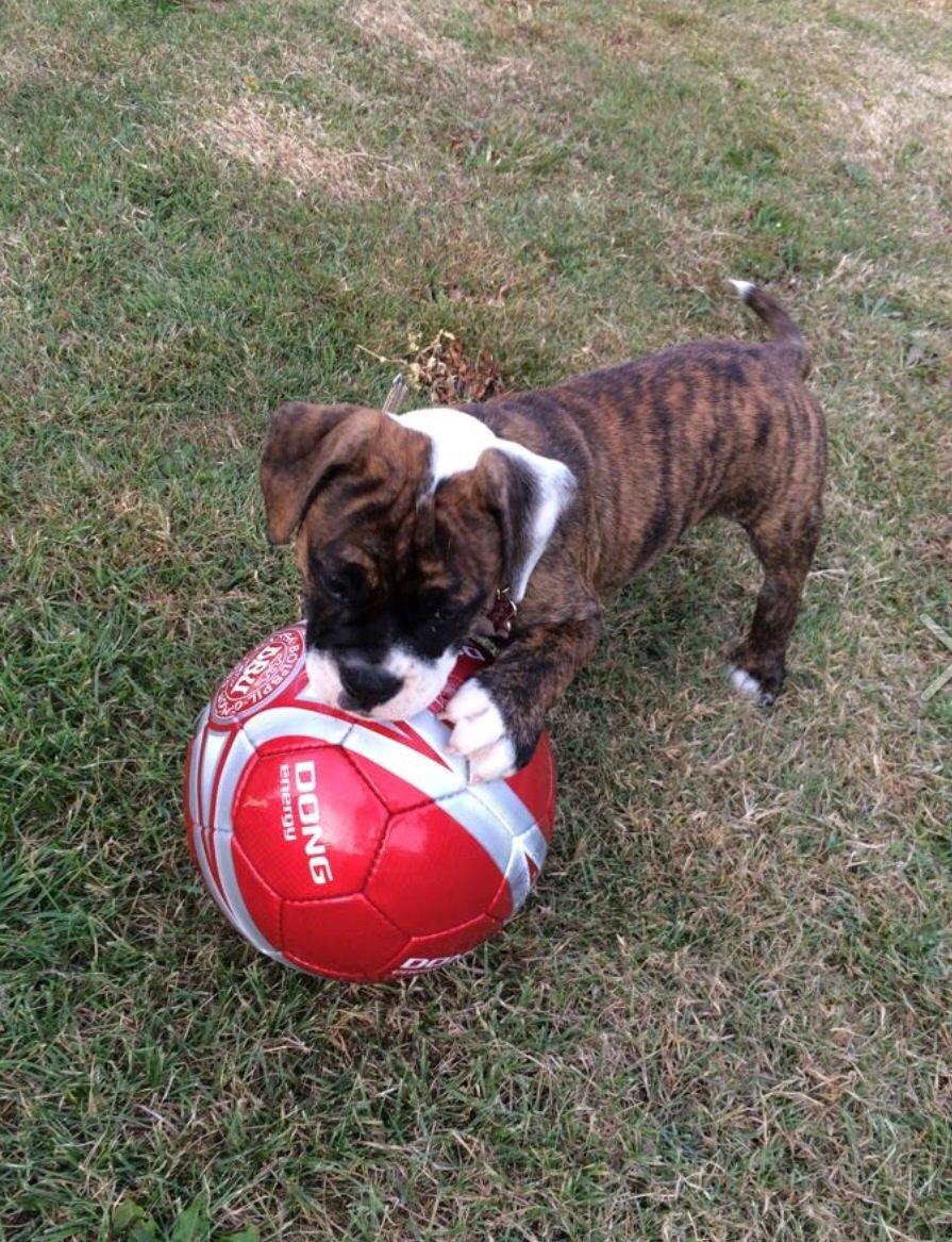 Olde english bulldogge Milbakkens helmut ( Chico ) billede 2