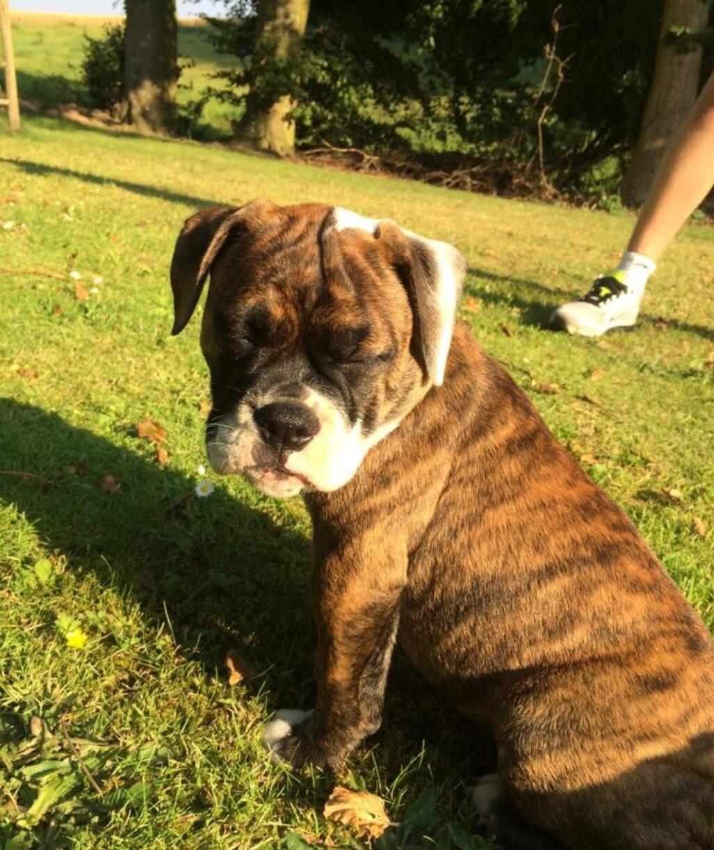 Olde english bulldogge Milbakkens helmut ( Chico ) billede 1