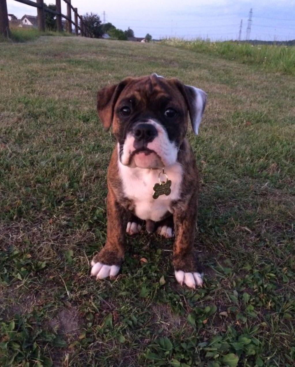 Olde english bulldogge Milbakkens helmut ( Chico ) billede 5