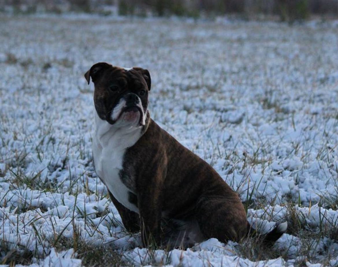 Olde english bulldogge Milbakkens helmut ( Chico ) billede 7