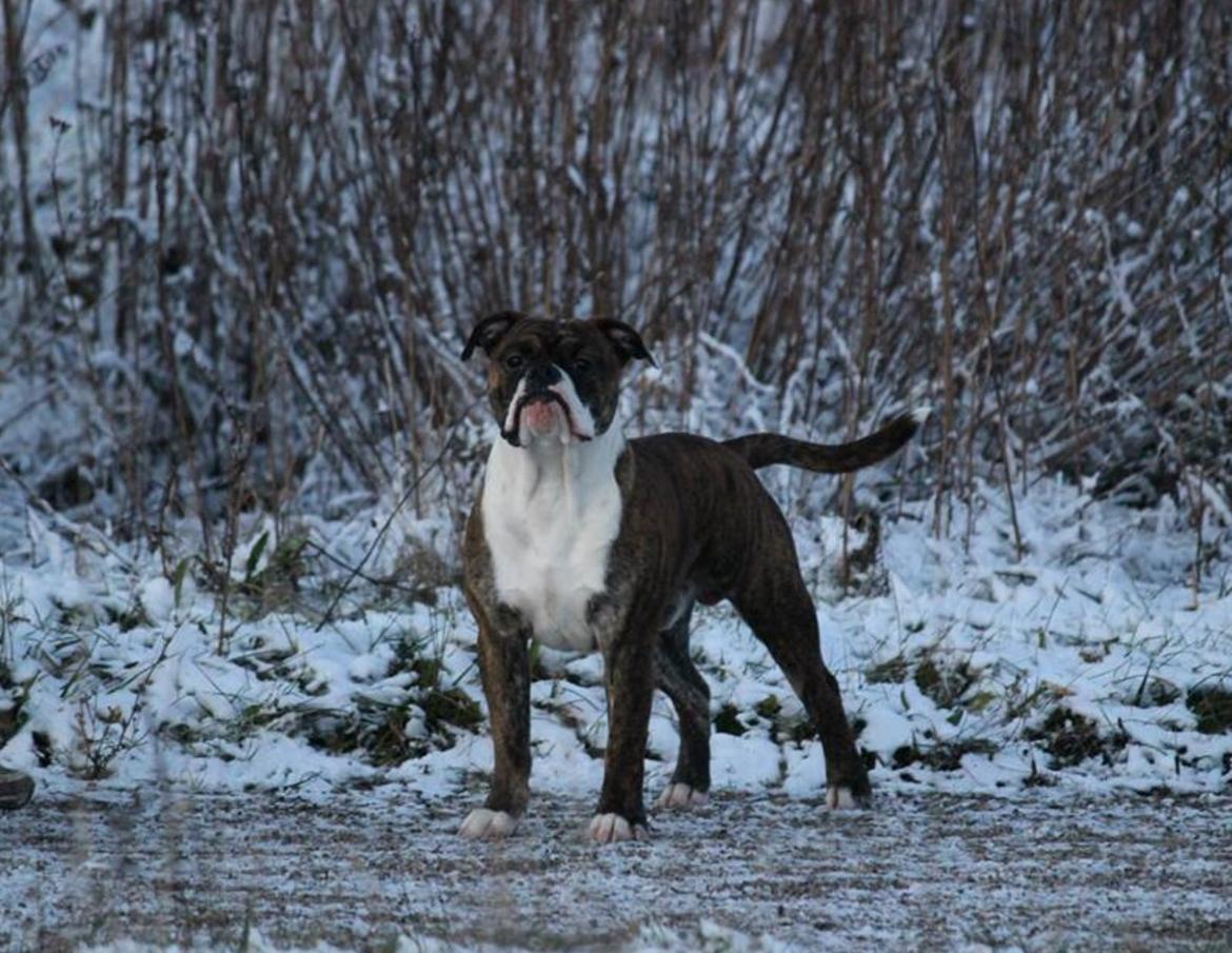 Olde english bulldogge Milbakkens helmut ( Chico ) billede 8