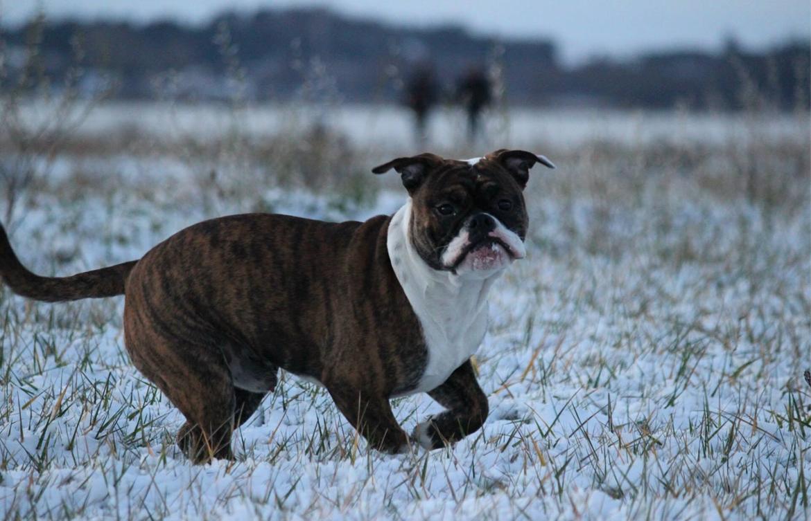 Olde english bulldogge Milbakkens helmut ( Chico ) billede 9