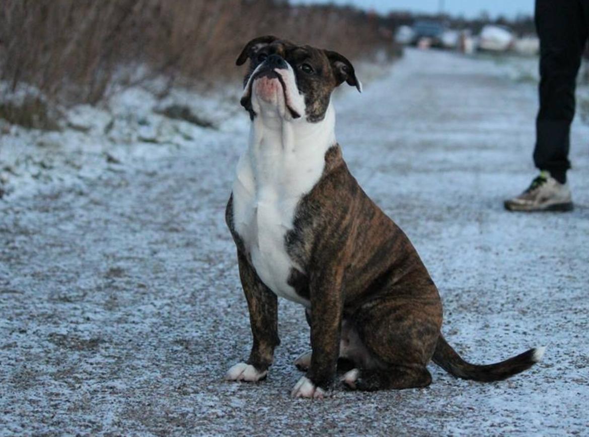 Olde english bulldogge Milbakkens helmut ( Chico ) billede 10