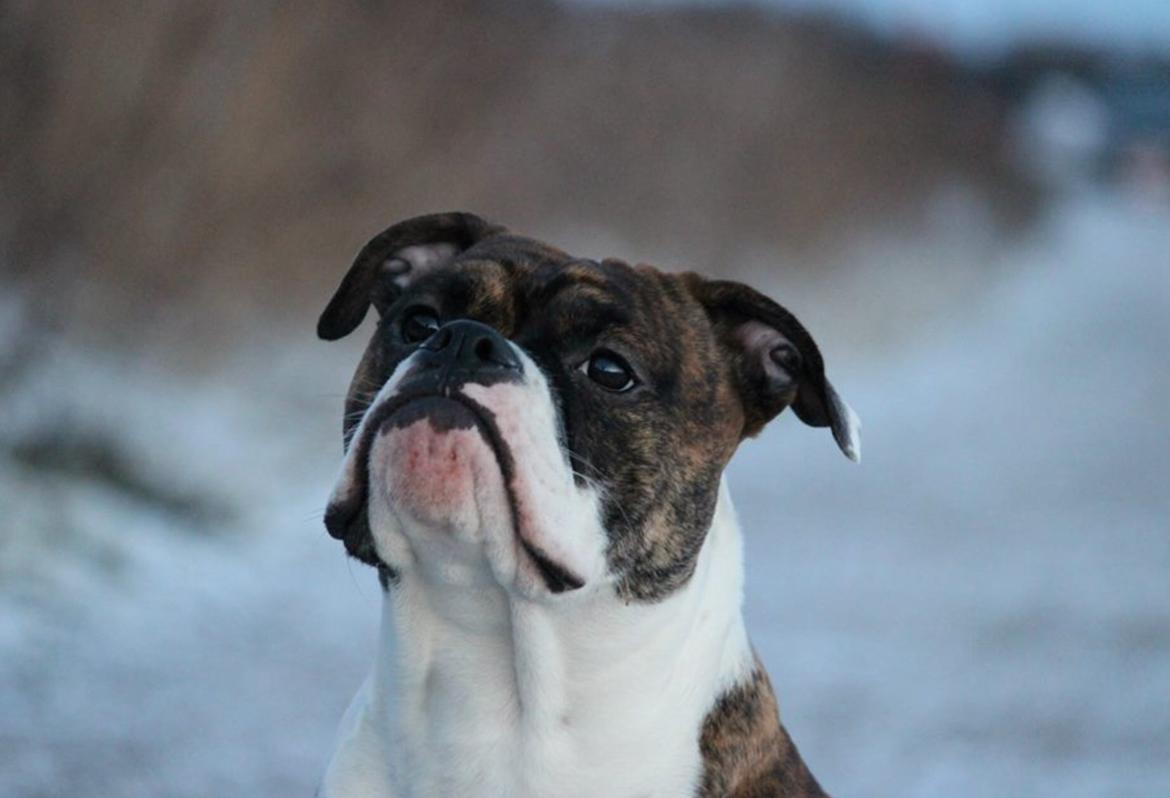 Olde english bulldogge Milbakkens helmut ( Chico ) billede 11