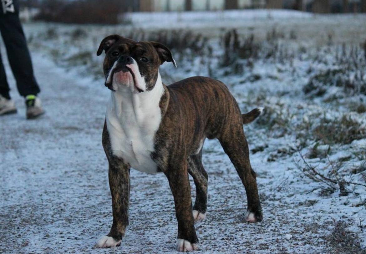 Olde english bulldogge Milbakkens helmut ( Chico ) billede 12