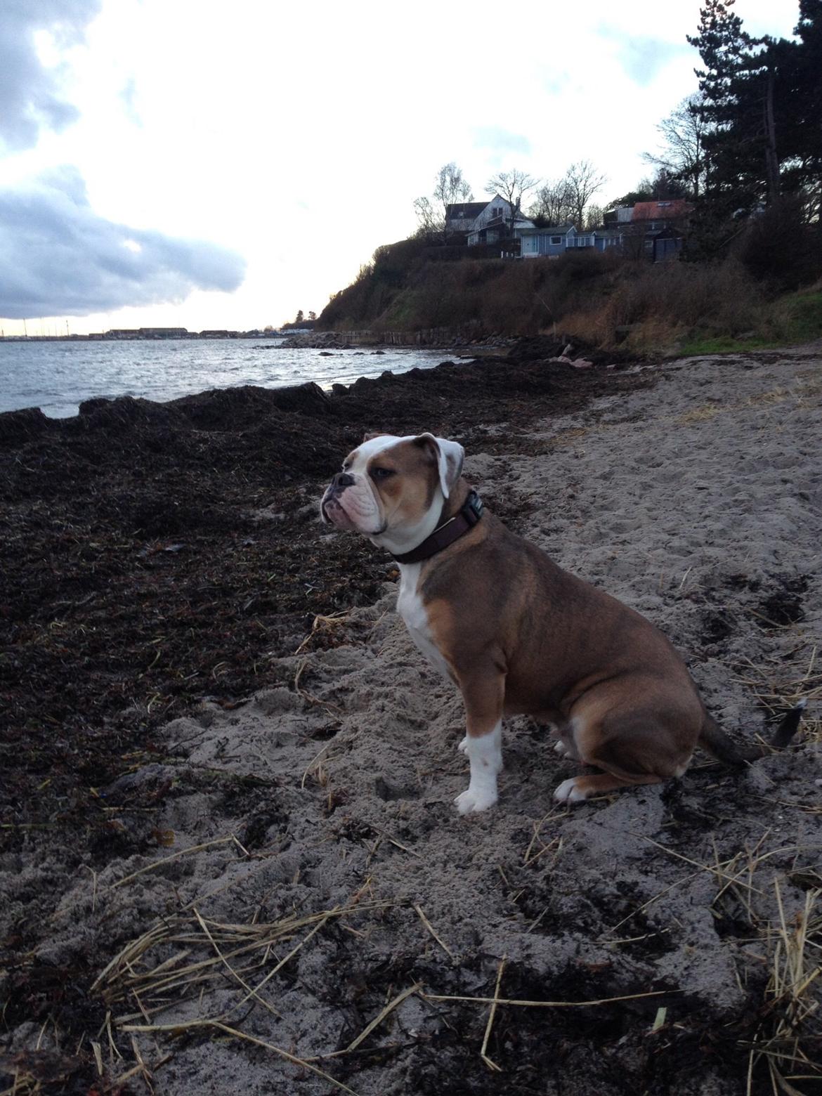 Olde english bulldogge Fiona, født: Alcapones Bella billede 2