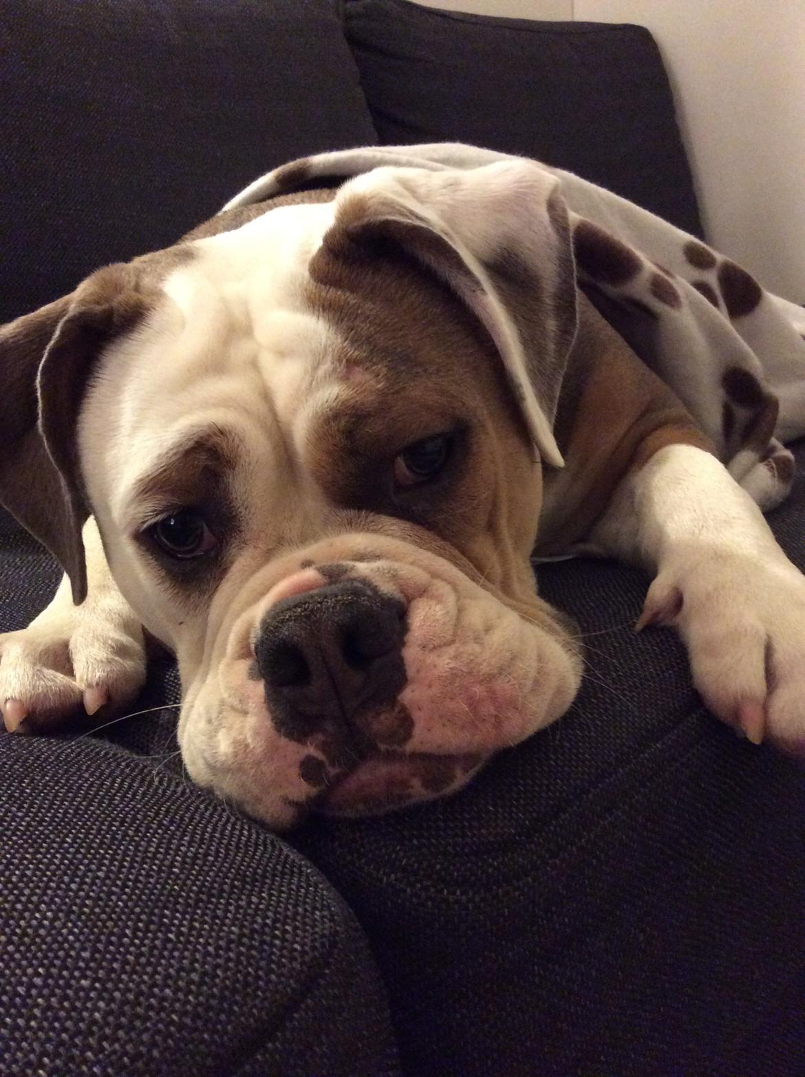 Olde english bulldogge Fiona, født: Alcapones Bella billede 1